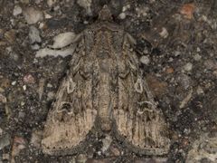 Euxoa ochrogaster