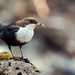 Dippers - Photo (c) nataliya_chel, some rights reserved (CC BY-NC)