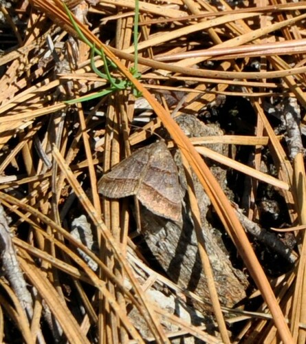 Woodland Chocolate Moth photo 5