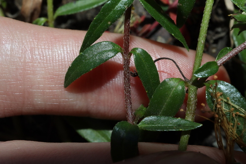 Image of Eclipta platyglossa by (c) Thomas Mesaglio, some rights reserved (CC BY)