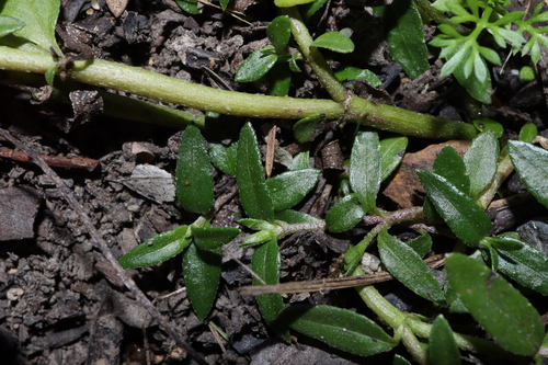 Image of Eclipta platyglossa by (c) Thomas Mesaglio, some rights reserved (CC BY)