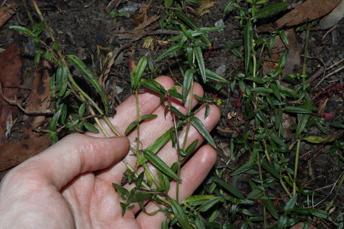 Image of Eclipta platyglossa by (c) Thomas Mesaglio, some rights reserved (CC BY)