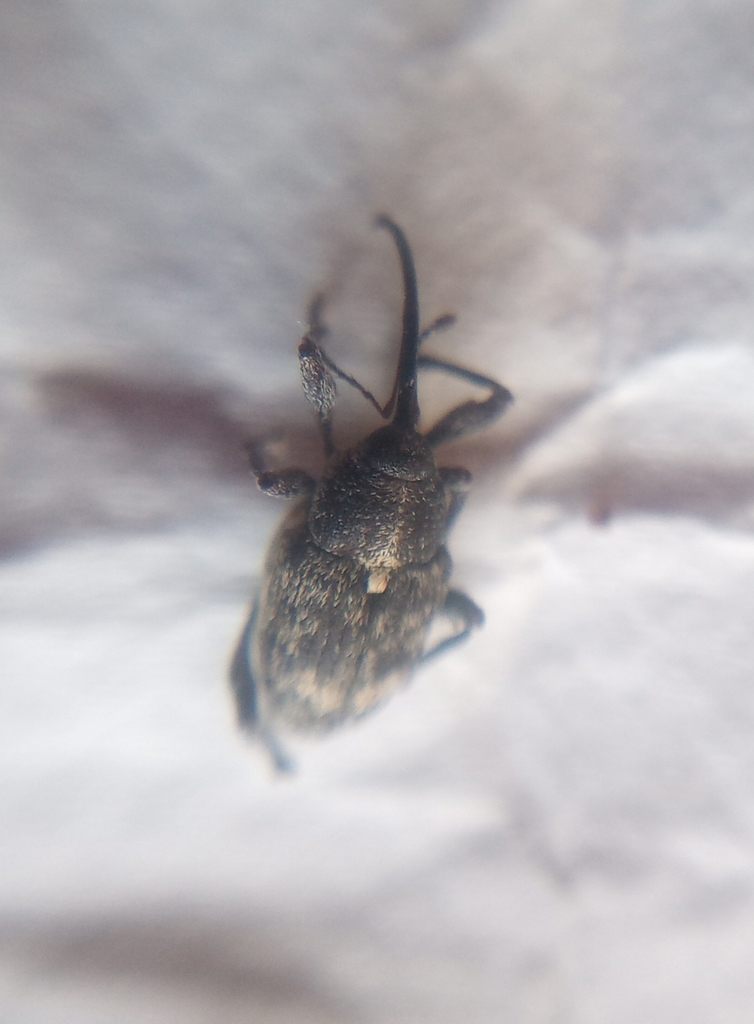 Nut and acorn weevils from puebla de la sierra 28190 madrid espa a