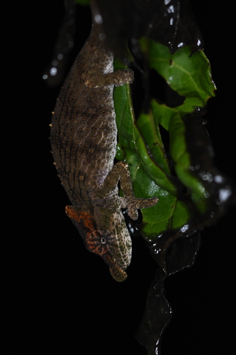 Deceptive Chameleon, Calumma fallax