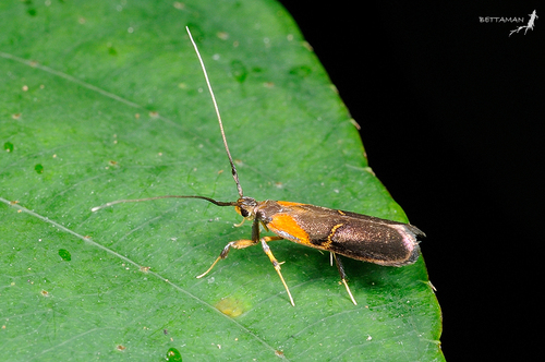 Tisis mesozosta Meyrick, 1914