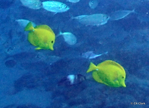 Yellow Tang
