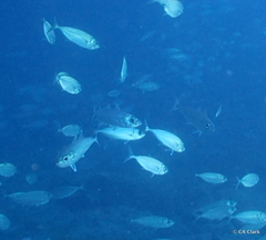 Selar crumenophthalmus