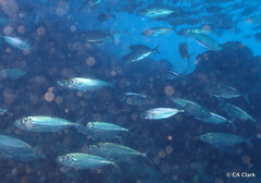 Selar crumenophthalmus