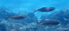 Selar crumenophthalmus