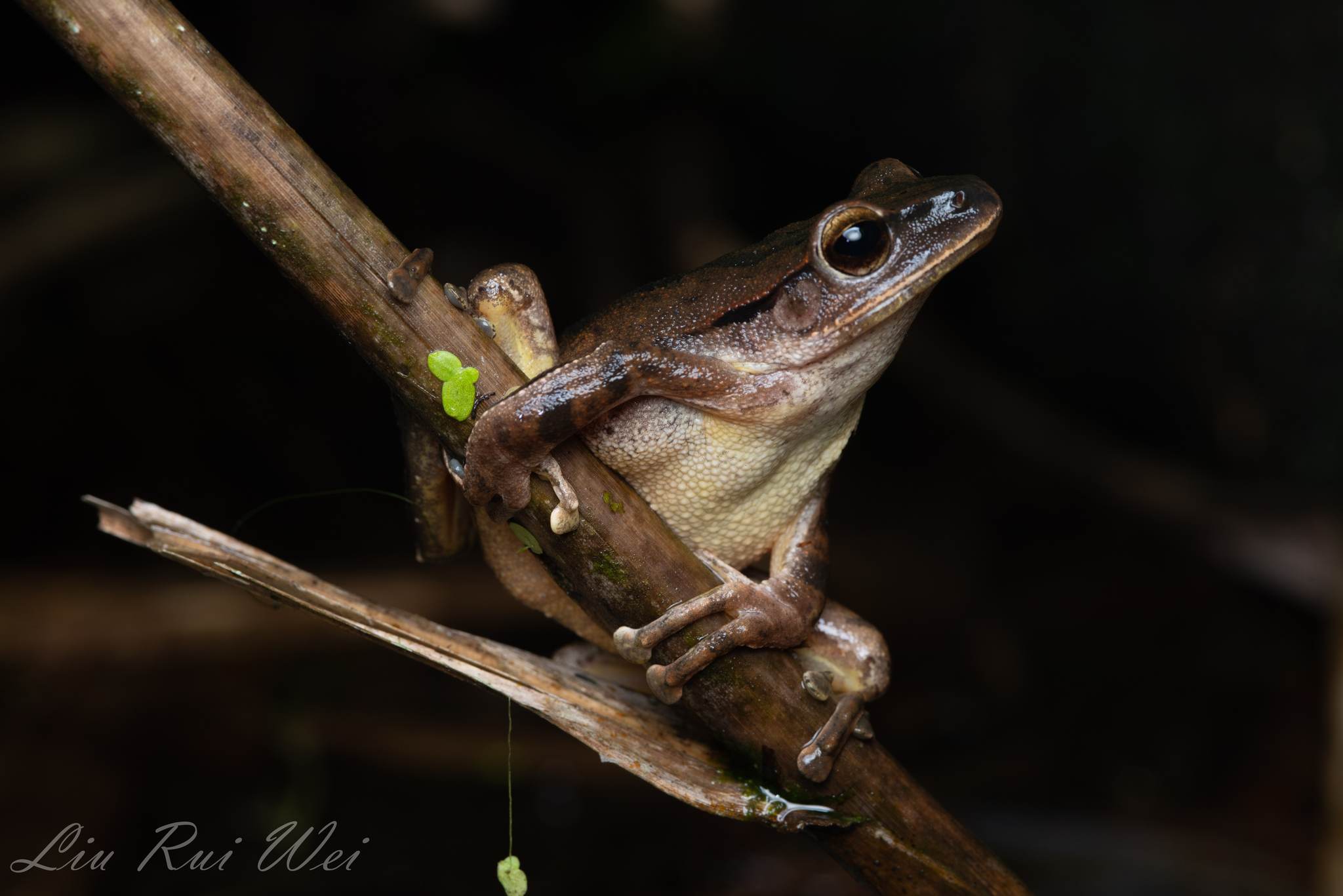 Polypedates braueri (Vogt, 1911)