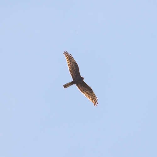 Aguilucho cenizo (Circus pygargus)