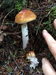 Cortinarius mucosus