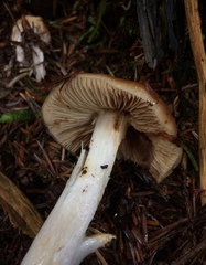 Cortinarius mucosus