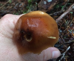 Cortinarius mucosus