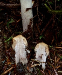 Cortinarius mucosus