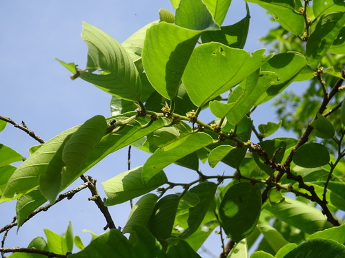 Coastal Goldenleaf