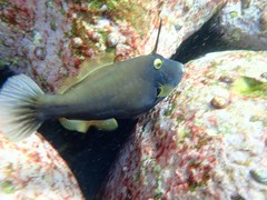 Eubalichthys bucephalus