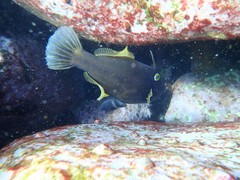 Eubalichthys bucephalus