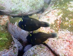 Eubalichthys bucephalus
