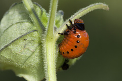 Leptinotarsa rubiginosa