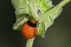 Leptinotarsa rubiginosa