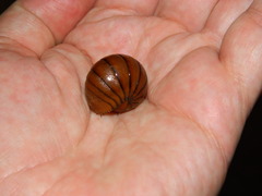 Arthrosphaera