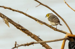 Ammodramus aurifrons