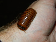 Arthrosphaera