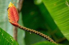 Heliconia episcopalis