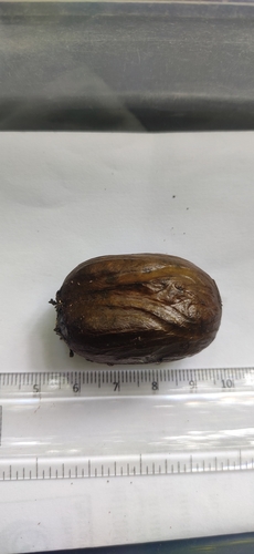 Bitter nutmeg (Myristica beddomei)