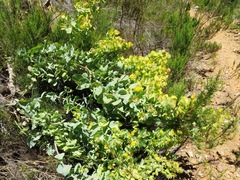 Rafnia amplexicaulis