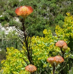 Leucospermum lineare
