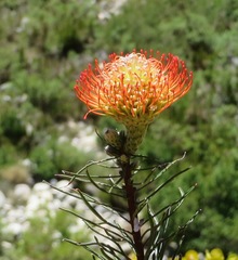 Leucospermum lineare