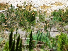Leucospermum lineare