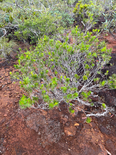 Melaleuca gnidioides observed 2023-05-16