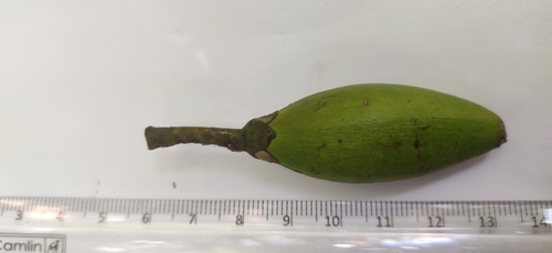 Palaquium ellipticum, photograph 3
