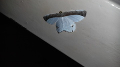 Opisthoxia amabilis