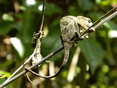 Kinyongia multituberculata