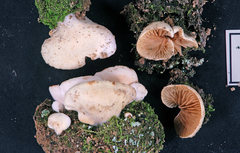Crepidotus gilvidus