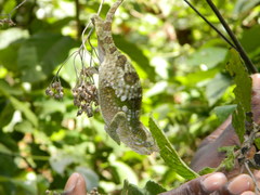 Kinyongia multituberculata