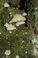 Crepidotus gilvidus