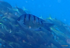 Abudefduf abdominalis