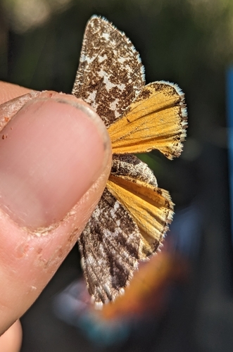 Athroolopha pennigeraria