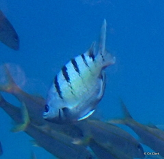 Abudefduf abdominalis