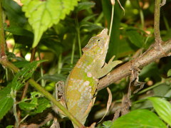 Kinyongia multituberculata