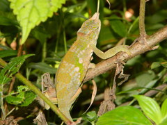 Kinyongia multituberculata