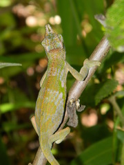 Kinyongia multituberculata