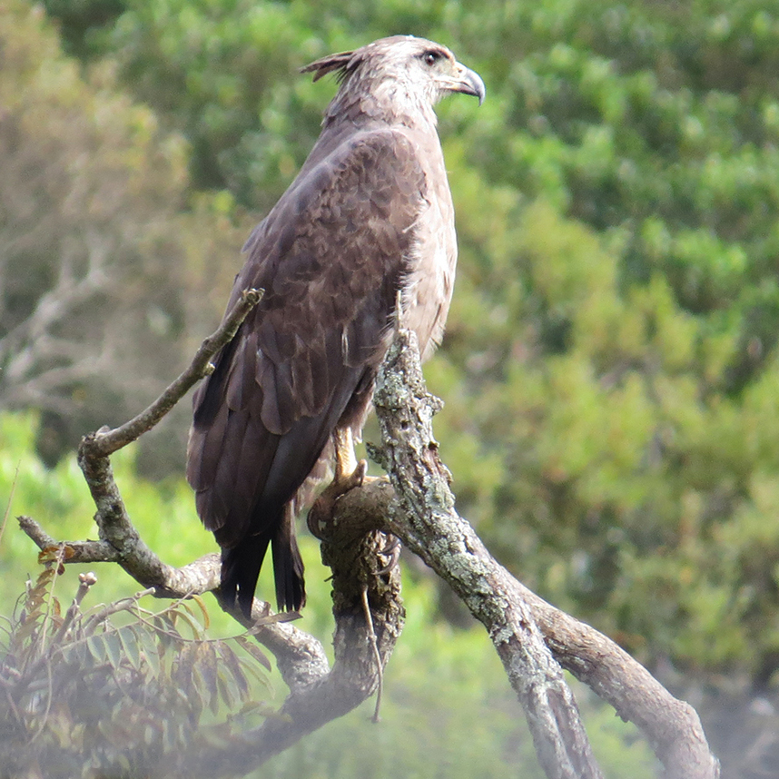 Chaco Eagle Buteogallus coronatus iNaturalist United Kingdom