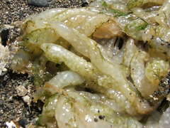 Doryteuthis opalescens