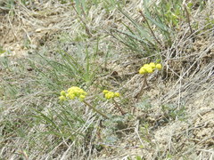 Lomatium cous